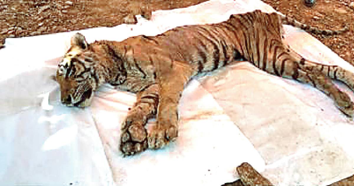 Tiger ST-6 dies of prolonged illness at Sariska Reserve